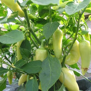 Vegetable Starter Gardens Kit