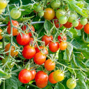 Vegetable Starter Gardens Kit