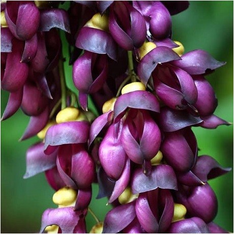 Mucuna Pruriens Velvet Bean Seeds