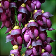 Mucuna Pruriens Velvet Bean Seeds