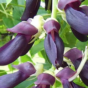 Mucuna Pruriens Velvet Bean Seeds