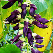 Mucuna Pruriens Velvet Bean Seeds