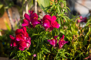 Snapdragon Seeds – Antirrhinum majus