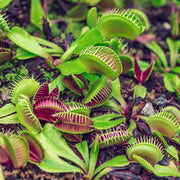 Venus Flytrap Seeds