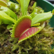 Venus Flytrap Seeds