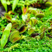 Giant Venus Flytrap Seeds