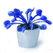 Venus Fly trap Blue Exotic Seeds, Herbal