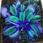 Venus Fly trap Blue Exotic Seeds, Herbal