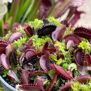 Venus Flytrap Akai Ryu Seeds