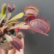 Venus Flytrap Akai Ryu Seeds