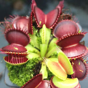 B52 Giant Venus Flytrap Seeds