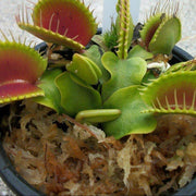 B52 Giant Venus Flytrap Seeds