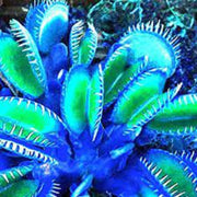 Blue Venus Flytrap Seeds