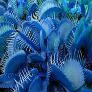 Blue Venus Flytrap Seeds