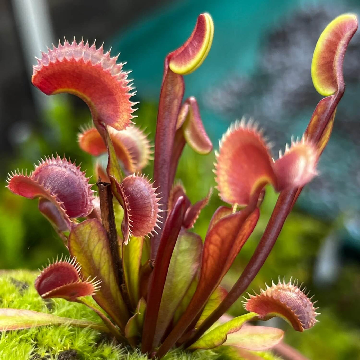 Venus Seeds, Dionaea muscipula Flower Seeds