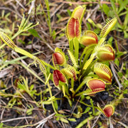Venus Seeds, Dionaea muscipula Flower Seeds