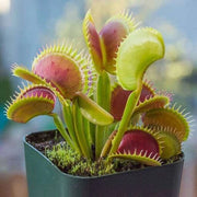 Venus Seeds, Dionaea muscipula Flower Seeds