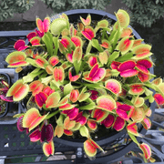 Venus Seeds, Dionaea muscipula Flower Seeds
