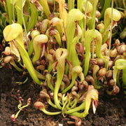 Venus Seeds, Dionaea muscipula Flower Seeds