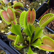 Giant Venus Flytrap Seeds