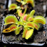 Giant Venus Flytrap Seeds