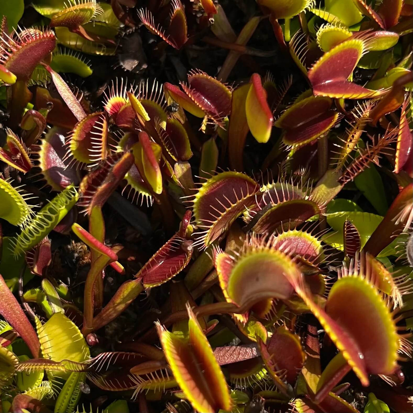 Green Dragon Venus Flytrap Seeds