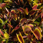 Green Dragon Venus Flytrap Seeds