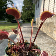 Green Dragon Venus Flytrap Seeds