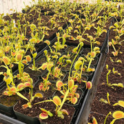 King Henry Venus Flytrap Seeds