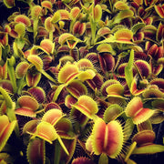 King Henry Venus Flytrap Seeds