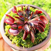 Red Dragon Venus Flytrap Seeds