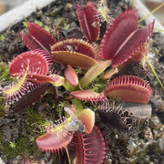 Red Dragon Venus Flytrap Seeds