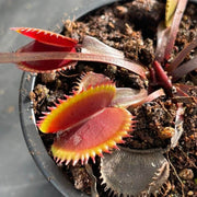 Sawtooth Venus Flytrap Seeds