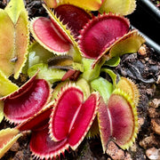 Sawtooth Venus Flytrap Seeds