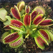 Venus Flytrap Seeds