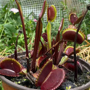 Venus Flytrap Akai Ryu Seeds