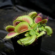 B52 Giant Venus Flytrap Seeds