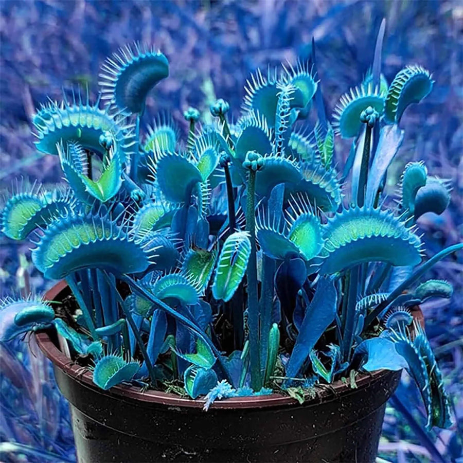 Blue Venus Flytrap Seeds