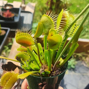 Giant Venus Flytrap Seeds