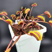 Green Dragon Venus Flytrap Seeds