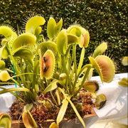 King Henry Venus Flytrap Seeds