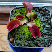 Red Dragon Venus Flytrap Seeds