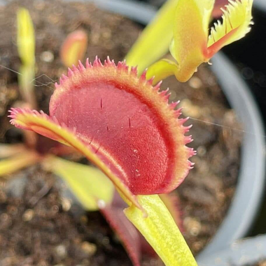 Sawtooth Venus Flytrap Seeds