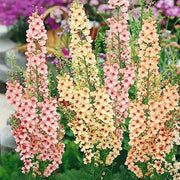 Antique Rose Verbascum Seeds