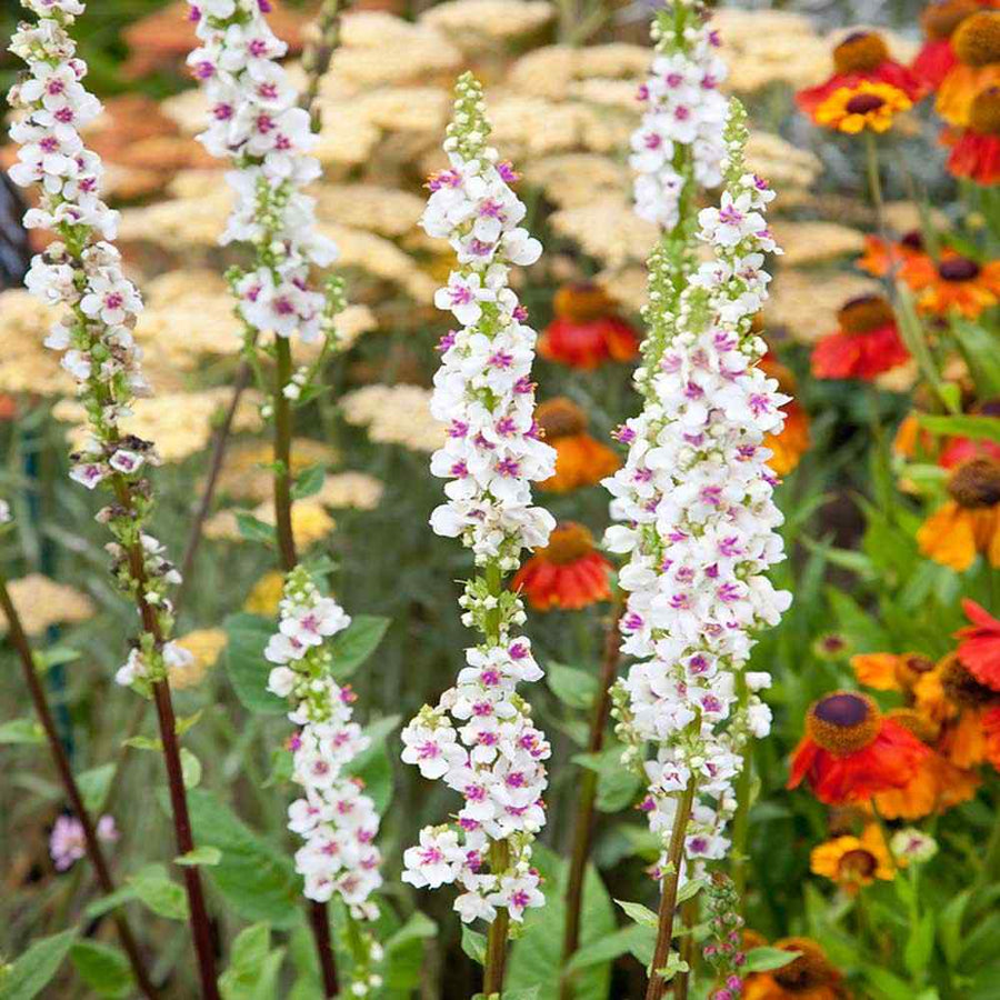 Wedding Candles Verbascum Chaixii Seeds