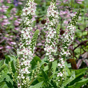 Wedding Candles Verbascum Chaixii Seeds