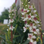 Wedding Candles Verbascum Chaixii Seeds