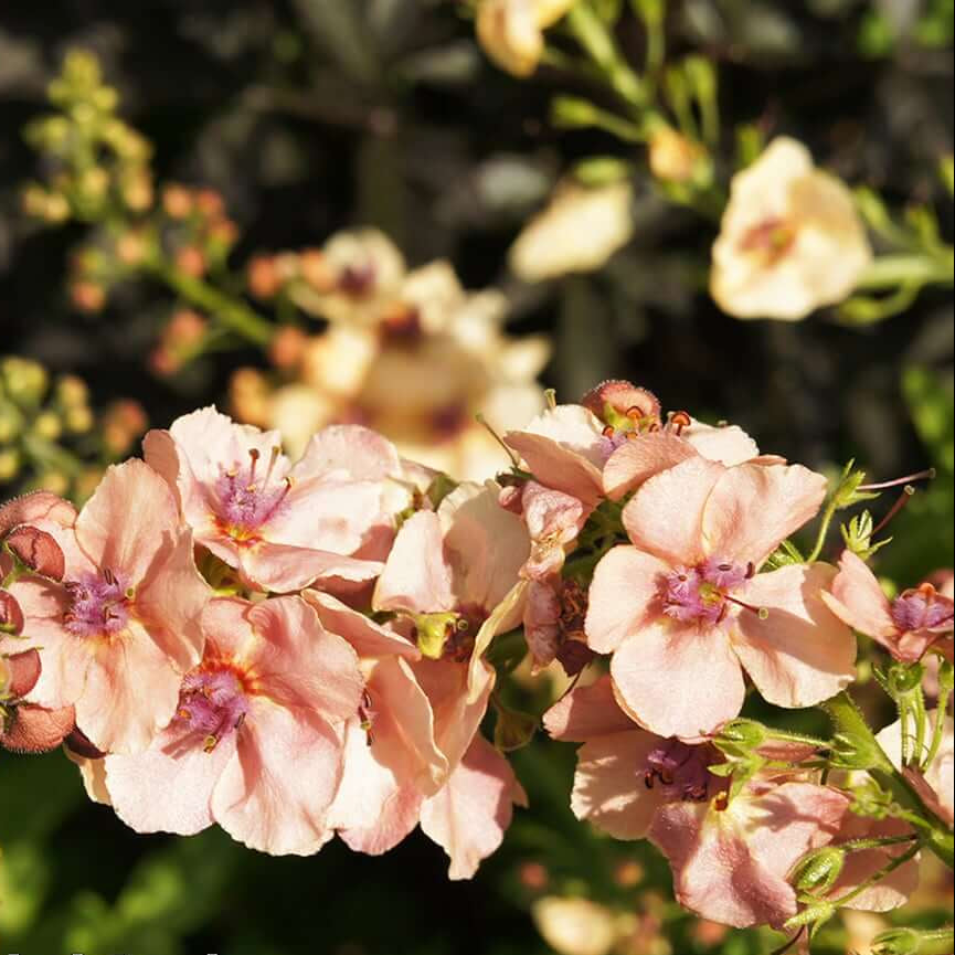 Cream Verbascum Seeds