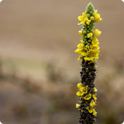 Great Mullein Verbascum Seeds