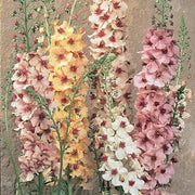 Mixed Verbascum Seeds